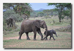 Elephant with baby