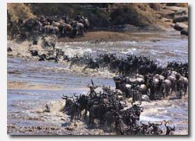 Wildebeest